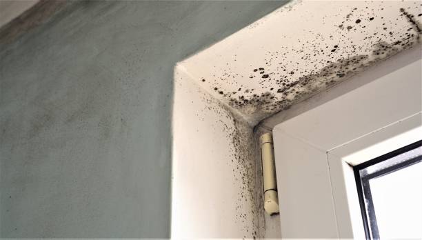 Best Mold Remediation for Healthcare Facilities  in Village Shires, PA